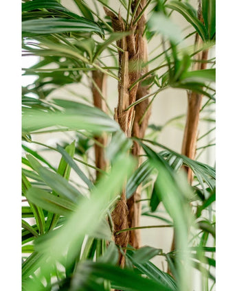 Close-up of the Artificial Lady Palm 210 cm, with the green, long narrow leaves and fluffy brown stems against a softly vague light background.