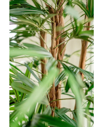 Close-up of the Artificial Lady Palm 210 cm, with the green, long narrow leaves and fluffy brown stems against a softly vague light background.