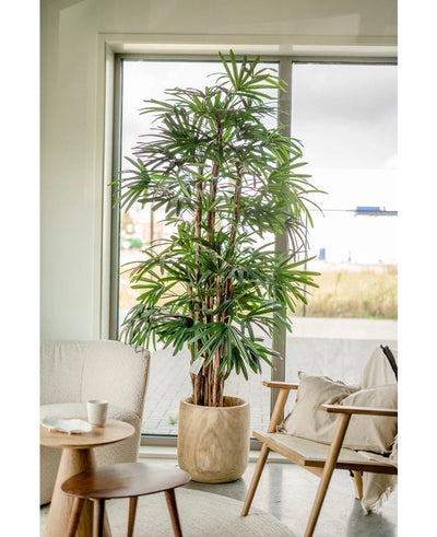 A 210 cm high Lady Artificial Palm stands next to a window in a bright, modern living room with a cushioned chair, a small round table and neutral decor.