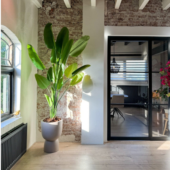 Kunstplant_strelitzia_210cm_realtouch