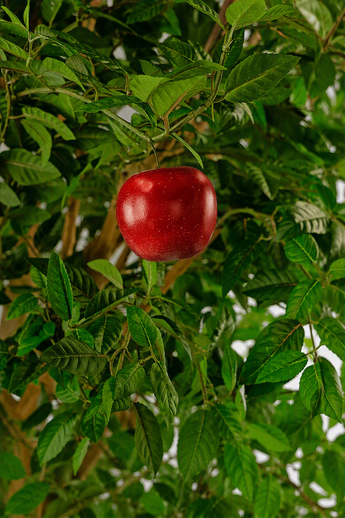 Een prachtige Kunst Appelboom van 240 cm met felrode appels en weelderig groen blad, perfect om elk interieur een vleugje door de natuur geïnspireerde schoonheid te geven.
