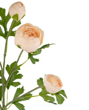 Een Ranonkel kunsttak x5 Real Touch roze 62cm steel met vijf perzikkleurige ranonkels en groene bladeren tegen een witte achtergrond. Sommige bloemen zijn gedeeltelijk open, terwijl andere volledig gelaagde bloemblaadjes hebben.