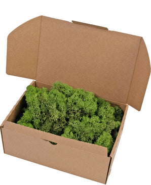 Open kartonnen doos Rendier Mos Forest Green 500 gram, gevuld met weelderig groen mos en afgebeeld tegen een witte achtergrond.