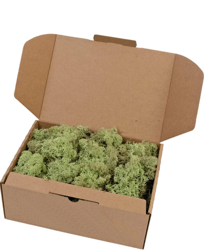 Een open bruin kartonnen doosje bevat 500 gram Rendier Mos Mint, gevuld met een laagje lichtgroen mos binnenin.