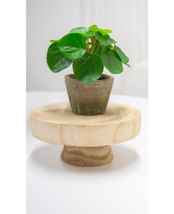 Pilea in Pot Mini 15 cm UV - Easyplants Artificial Plants & Flowers