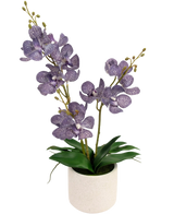 De Kunst Ascocenda 50 cm paars heeft twee stelen paarse, gespikkelde orchideeënbloemen met groene bladeren in een witte pot, tegen een effen witte achtergrond.