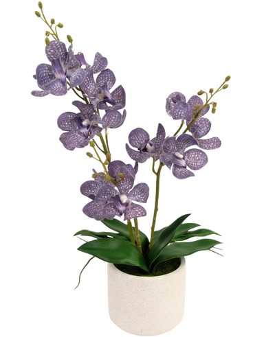 De Kunst Ascocenda 50 cm paars heeft twee stelen paarse, gespikkelde orchideeënbloemen met groene bladeren in een witte pot, tegen een effen witte achtergrond.