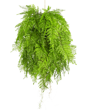 De Kunst hangplant Varen met wortels d80 cm met hangsysteem heeft lange, gevederde bladeren en dicht, weelderig gebladerte voor een levendige interieurdecoratie, en creëert een volle en ronde look wanneer hij tegen een willekeurige achtergrond wordt opgehangen.