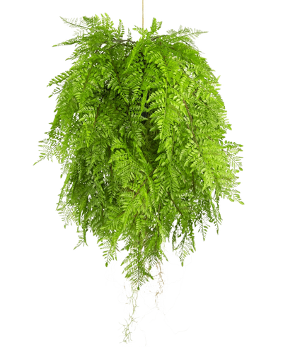 De Kunst hangplant Varen met wortels d80 cm met hangsysteem heeft lange, gevederde bladeren en dicht, weelderig gebladerte voor een levendige interieurdecoratie, en creëert een volle en ronde look wanneer hij tegen een willekeurige achtergrond wordt opgehangen.