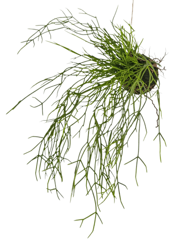 De Kunst hangplant Gras op bal 48 cm heeft lange, dunne, groene grasachtige stengels in een kleine kluit aarde, tegen een witte achtergrond.