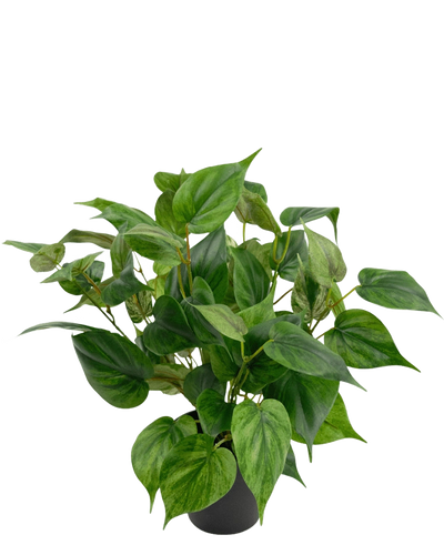Een levendige Kunstplant Philodendron in pot 35 cm met hartvormige bladeren zit in een strakke zwarte pot, tegen een effen witte achtergrond.
