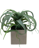 The Artificial Succulent Plant in pot 24 cm has green, curled, ribbon-like leaves emerging from a square, light gray pot, against a white background.