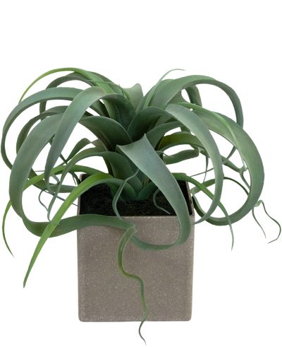 The Artificial Succulent Plant in pot 24 cm has green, curled, ribbon-like leaves emerging from a square, light gray pot, against a white background.