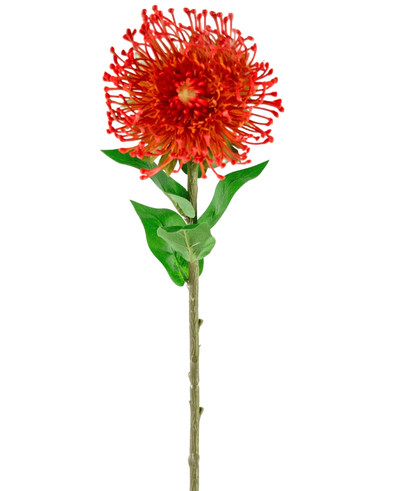 De Kunstbloem Protea 73 cm rood heeft levendige rode bloemblaadjes, groene bladeren en een lange slanke steel, waardoor het een opvallende kunstbloem is die blijvende schoonheid toevoegt aan elke ruimte.