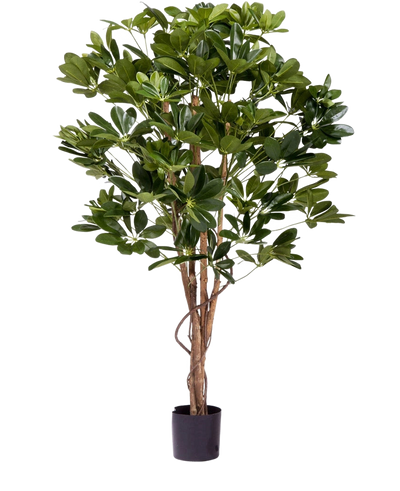 De Kunstplant Schefflera 120 cm is een hoge kunstplant met weelderige groene bladeren en meerdere slanke bruine stammen in een kleine zwarte pot, perfect voor het decoreren van elke ruimte.