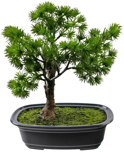 De Kunstplant Bonsai Juniper 20 cm heeft dicht, stekelig groen blad in een rechthoekige zwarte pot met mos, tegen een effen witte achtergrond.