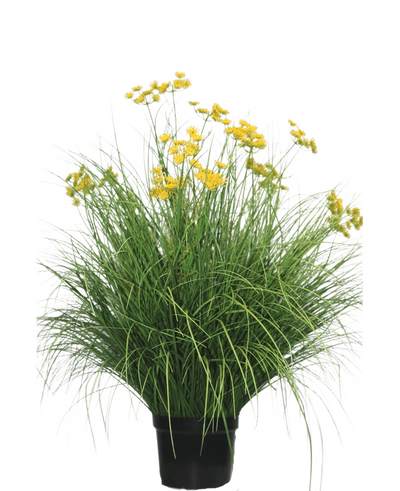 De Kunst Grasplant Asteraceae 100 cm brandvertragend heeft lange, smalle bladeren en trossen heldergele bloemen op hoge stelen. Deze onderhoudsvrije plant staat prachtig in elk interieur tegen een witte achtergrond.