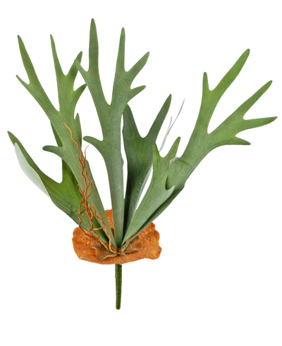 De Kunstplant Staghorn 53 cm heeft groene, geweivormige bladeren en een bruine, schildachtige basis, tegen een effen witte achtergrond.