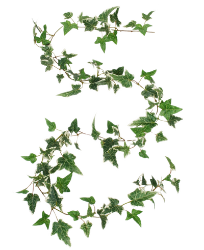 De Kunst Boston klimop slinger groen-wit 180 cm UV is vormgegeven in de vorm van het getal 8, met groene en witte klimopranken tegen een effen witte achtergrond.