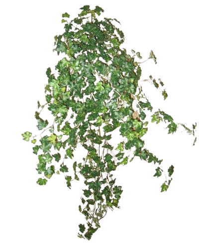 De Kunst Klimop Deluxe Groen 90cm is een lange klimop plant met groene bladeren en dunne stengels, afgebeeld tegen een witte achtergrond.