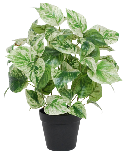 De Kunst Goudrank groen-wit in pot UV 35 cm heeft hartvormige groene en witte bonte bladeren in een eenvoudige zwarte pot, geïsoleerd afgebeeld tegen een witte achtergrond.