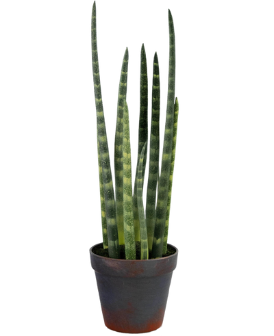 De Kunst Sansevieria Cylindrica 43 cm is een slangenplant in pot met hoge, rechtopstaande groene bladeren en subtiele horizontale strepen, tegen een effen witte achtergrond.