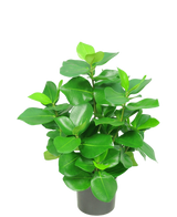 De Kunstplant Clusia 45 cm heeft dikke, glanzende, ovaalvormige groene bladeren tegen een effen witte achtergrond.