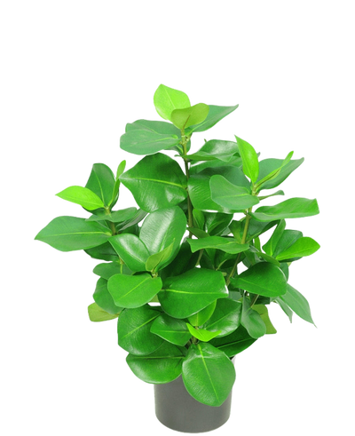 De Kunstplant Clusia 45 cm heeft dikke, glanzende, ovaalvormige groene bladeren tegen een effen witte achtergrond.