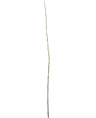 De Kunstbloem Salix wilg 150 cm is een slanke bruine kunsttak met kleine knoppen over de lengte, tegen een effen witte achtergrond.
