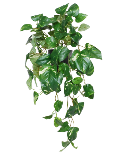 De Kunst Hangende goudrank in pot 50 cm UV heeft levendige groene, hartvormige bladeren en slingerende ranken in een zwarte pot, perfect om een levendig accent toe te voegen aan elke ruimte.