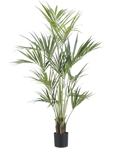 De Kunstplant Kentia Palm 180 cm heeft lange, slanke groene bladeren en meerdere dunne stelen in een zwarte pot, tegen een effen witte achtergrond.