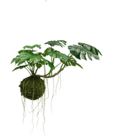De Kunst hangplant Monstera Deluxe 60 cm heeft grote, gespleten groene bladeren en hangt sierlijk met zichtbare wortels aan een bol van mos, wat zorgt voor een tropische sfeer tegen een witte achtergrond.