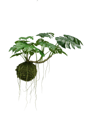 De Kunst hangplant Monstera Deluxe 60 cm heeft grote, gespleten groene bladeren en hangt sierlijk met zichtbare wortels aan een bol van mos, wat zorgt voor een tropische sfeer tegen een witte achtergrond.