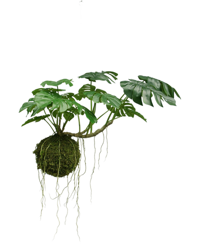 De Kunst hangplant Monstera Deluxe 60 cm heeft grote, gespleten groene bladeren en hangt sierlijk met zichtbare wortels aan een bol van mos, wat zorgt voor een tropische sfeer tegen een witte achtergrond.