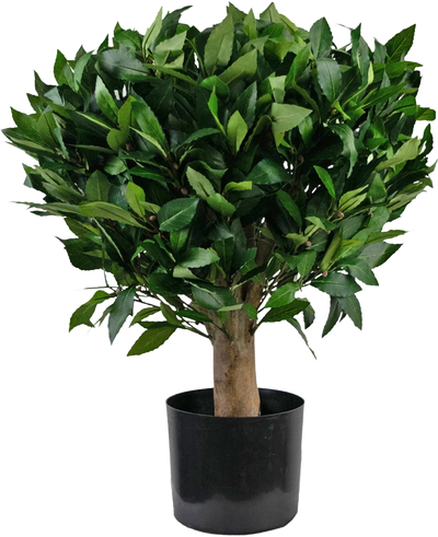 De Kunstplant Laurier UV d65 cm is een kleine kunstboom met een dikke stam en dichte, glanzend groene bladeren in een zwarte plastic pot tegen een effen witte achtergrond.