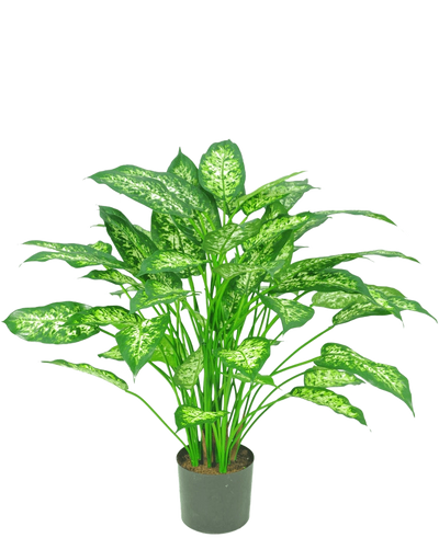 De Kunstplant Dieffenbachia 75 cm heeft rechtopstaande groene stelen en grote, ovale bladeren met lichtgroene en witte schakeringen, tegen een effen witte achtergrond.