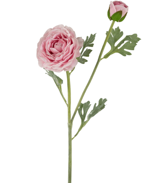 De Kunstranonkel Real Touch Roze 60cm heeft een enkele steel met een volledig uitgebloeide roze ranonkel en een gesloten knop, geaccentueerd door groene, diep gelobde bladeren, alles tegen een witte achtergrond.