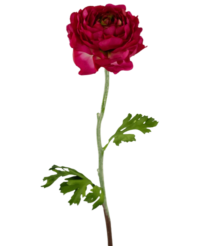 De Kunstbloem Ranonkel 51 cm donkerroze is een kunstmatige donkerroze ranonkel met gelaagde bloemblaadjes, een lange groene steel en diep gelobde groene bladeren, geïsoleerd afgebeeld op een witte achtergrond.
