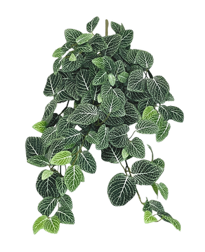 The Artificial hanging plant Fittonia Green-white 70 cm has lush, hanging dark green leaves with striking white veins, which hang elegantly from several stems.