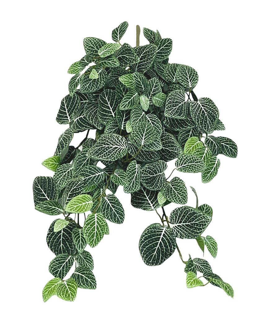 The Artificial hanging plant Fittonia Green-white 70 cm has lush, hanging dark green leaves with striking white veins, which hang elegantly from several stems.