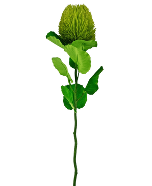 The Artificial Flower Banksia 59 cm green is a single green silk flower with a fluffy, round bloom and serrated leaves on a long stem - ideal for any artificial flower decoration and beautiful against a plain white background.