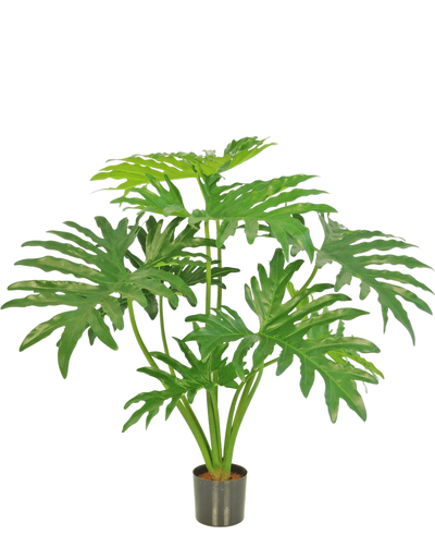 De Kunstplant Philodendron 80 cm is een kunstplant met grote, verdeelde groene bladeren in een kleine zwarte pot, afgebeeld tegen een effen witte achtergrond.