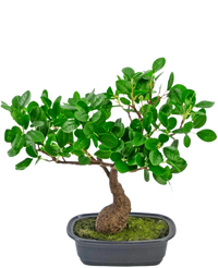 Artificial Plant Bonsai Ficus 30 cm