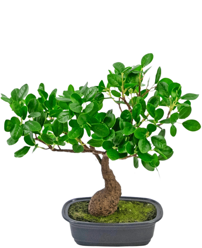 De Kunstplant Bonsai Ficus 30 cm heeft een kleine, gebogen stam en dicht glanzend groen blad, in een ondiepe zwarte pot met mos. Hij is perfect voor elke ruimte en steekt mooi af tegen een effen witte achtergrond.