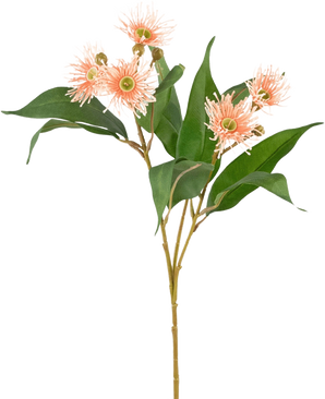 De Kunsttak Bloeiende Eucalyptus 62 cm oud roze heeft lange groene bladeren en ronde, piekerige lichtroze bloemen met gele hartjes, perfect als oud roze decoratie en afgebeeld geïsoleerd op een witte achtergrond.