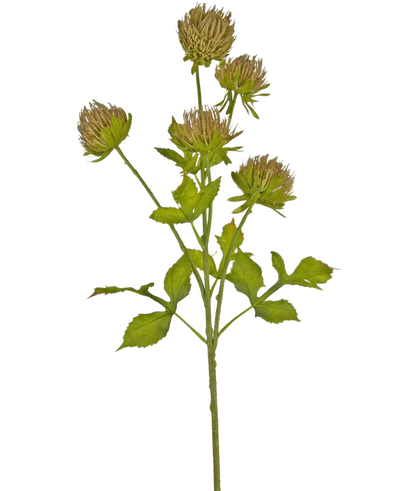 De Kunstbloem Distel 66 cm bruin heeft een groene steel met verschillende vertakkende bladeren en zes bruine, piekerige bloemhoofdjes tegen een effen witte achtergrond.