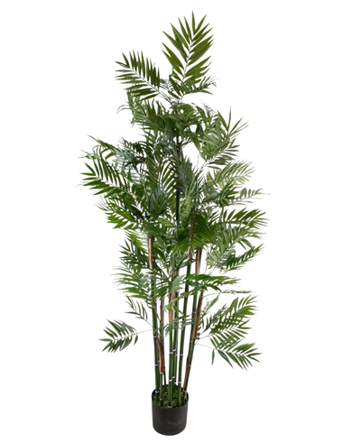 De Kunstplant Parlour 180 cm is een hoge kunstpalm met meerdere slanke stelen en levendig groene bladeren in een kleine zwarte pot, tegen een witte achtergrond.