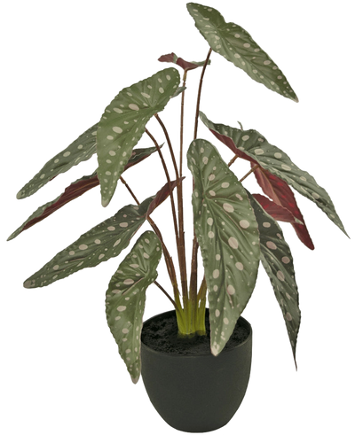 De Kunst Begonia 48 cm in sierpot zwart heeft grote groene bladeren met witte vlekken en roodachtige onderkant, gepresenteerd in een zwarte pot tegen een witte achtergrond.