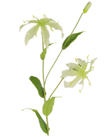 De Kunstbloem Gloriosa 81 cm wit heeft een groene steel met lange, slanke bladeren en twee lichtgroene, spinachtige bloemen met smalle, gekrulde bloemblaadjes, gele meeldraden en een gesloten knop aan de top voor een levensechte aantrekkingskracht.