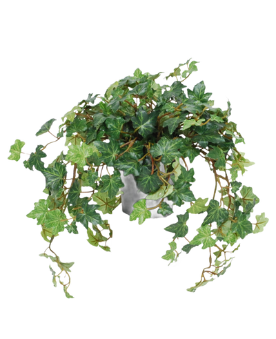 De Kunst Klimop Deluxe groen in pot 40 cm UV heeft weelderige, groene, hartvormige bladeren en lange, slingerende ranken die over de zijkanten van de pot groeien. Afgebeeld tegen een effen witte achtergrond.